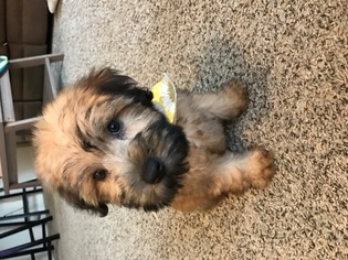 Soft Coated Wheaten Terrier Puppy for sale in COLUMBUS, OH, USA
