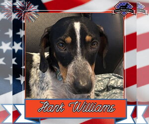 Dachshund Dogs for adoption in San Antonio, TX, USA