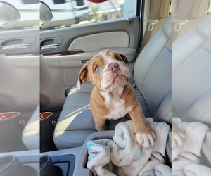English Bulldog Puppy for sale in SEBASTIAN, FL, USA