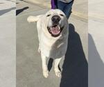 Small #1 Great Pyrenees
