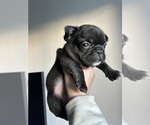 Small Photo #5 French Bulldog Puppy For Sale in SARASOTA, FL, USA