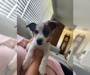 Jack Russell Terrier Puppy for sale in RUTHERFORDTON, NC, USA