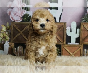 Poodle (Miniature) Puppy for sale in WARSAW, IN, USA
