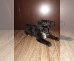 Small Photo #6 YorkiePoo Puppy For Sale in LAPEER, MI, USA