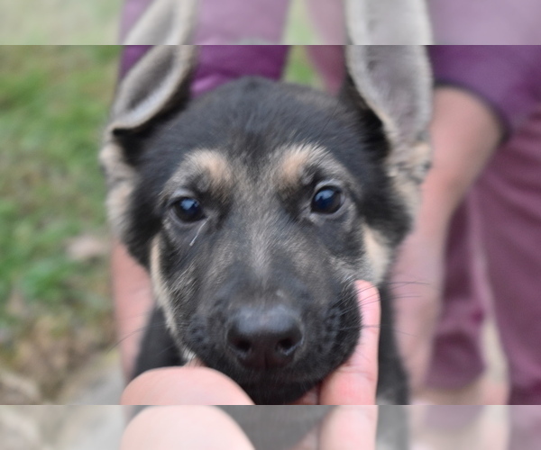 Medium Photo #2 German Shepherd Dog Puppy For Sale in RIVERDALE, MD, USA