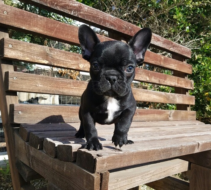 View Ad French Bulldog Puppy for Sale near California