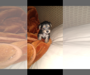 Yorkshire Terrier Puppy for sale in CHICO, CA, USA