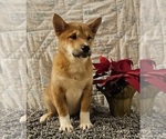 Small Photo #3 Shiba Inu Puppy For Sale in EDINA, MO, USA