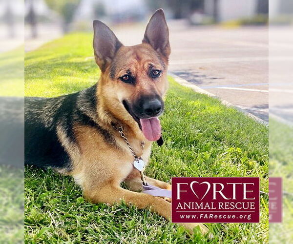 Medium Photo #3 German Shepherd Dog Puppy For Sale in Marina del Rey, CA, USA