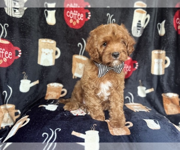 Medium Photo #8 Cavapoo Puppy For Sale in LAKELAND, FL, USA