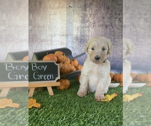 Goldendoodle Puppy for sale in WILLIAMSTON, SC, USA