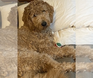 Father of the Goldendoodle puppies born on 09/13/2021