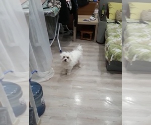 Maltese Puppy for sale in ELBERON PARK, NJ, USA