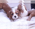 Small #14 Cavalier King Charles Spaniel