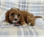 Small Photo #10 Cavapoo Puppy For Sale in LAKELAND, FL, USA