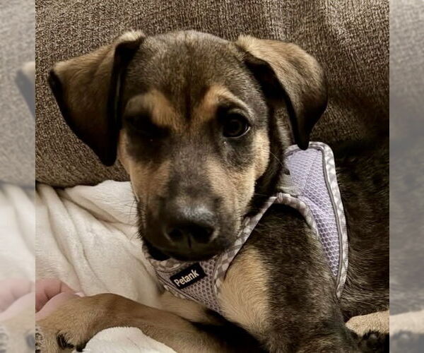 Medium Photo #2 Mutt Puppy For Sale in Jefferson, NJ, USA