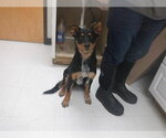 Small Mutt