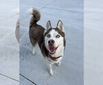 Small #3 Siberian Husky