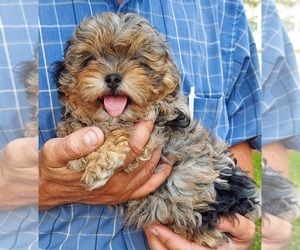 Shih-Poo Puppy for sale in FRYTOWN, IA, USA