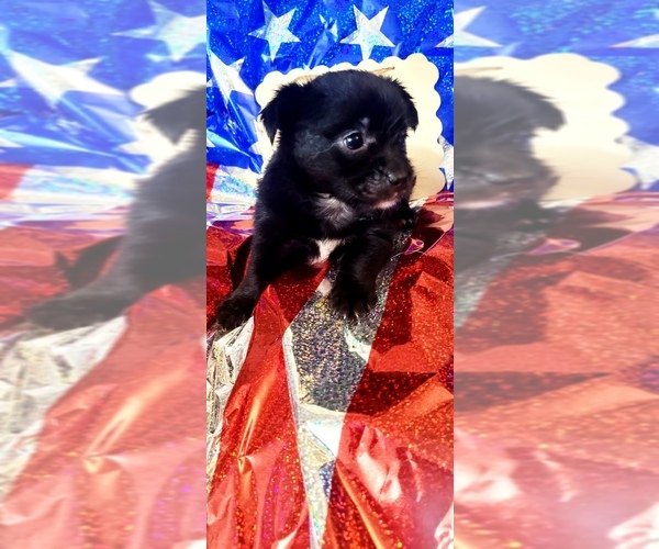 Medium Photo #97 Yorkshire Terrier Puppy For Sale in AKRON, OH, USA