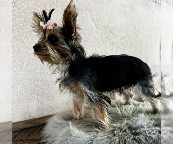 Medium Photo #5 Yorkshire Terrier Puppy For Sale in NAPPANEE, IN, USA