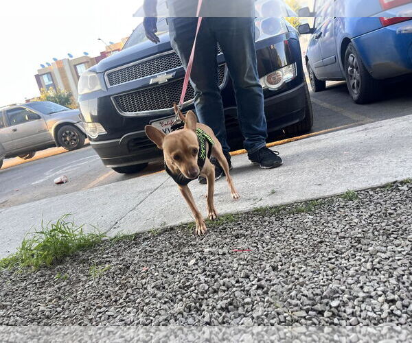 Medium Photo #5 Chihuahua-Unknown Mix Puppy For Sale in Escondido, CA, USA