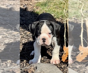 Alapaha Blue Blood Bulldog Puppy for sale in NEWVILLE, PA, USA