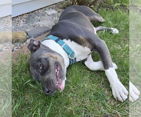 Medium Photo #6 American Pit Bull Terrier Puppy For Sale in Fargo, ND, USA