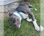 Small #5 American Pit Bull Terrier