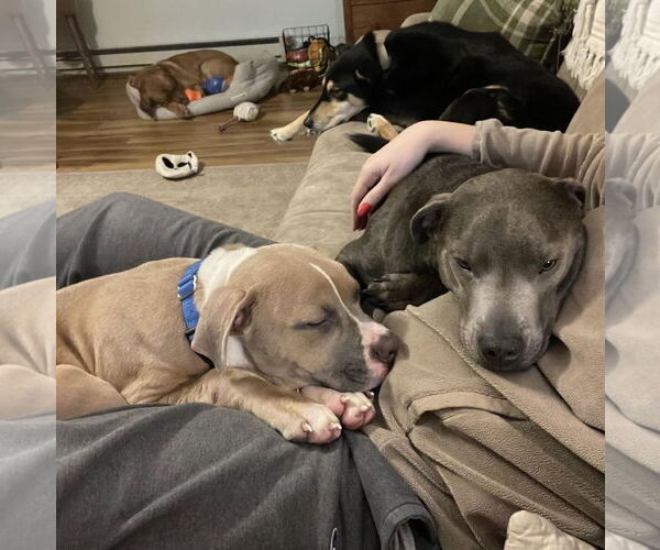 Medium Photo #20 Boxer-Unknown Mix Puppy For Sale in Princeton, MN, USA