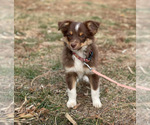 Puppy Red Miniature Australian Shepherd