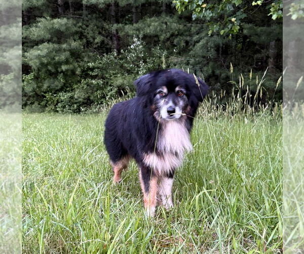 Medium Photo #1 Australian Shepherd-Unknown Mix Puppy For Sale in Hinton, WV, USA