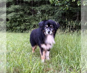 Australian Shepherd-Unknown Mix Dogs for adoption in Hinton, WV, USA