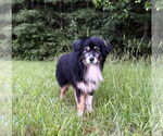 Small Australian Shepherd Mix