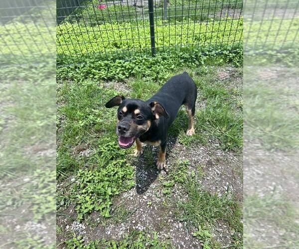 Medium Photo #4 Mutt Puppy For Sale in Abbeville, LA, USA