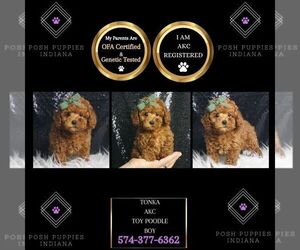 Poodle (Toy) Puppy for sale in WARSAW, IN, USA