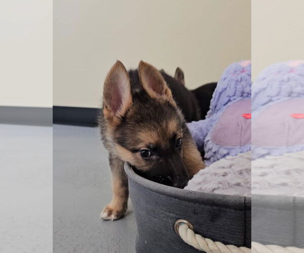 Medium Photo #6 German Shepherd Dog-Unknown Mix Puppy For Sale in McKinney, TX, USA
