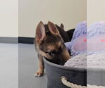 Small Photo #6 German Shepherd Dog-Unknown Mix Puppy For Sale in McKinney, TX, USA