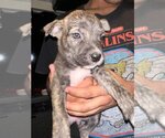 Small Photo #2 American Pit Bull Terrier-Unknown Mix Puppy For Sale in Wenonah, NJ, USA