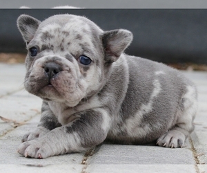 French Bulldog Puppy for sale in NEW YORK, NY, USA