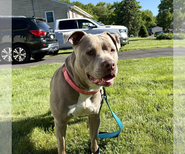 Medium Photo #34 American Staffordshire Terrier-Unknown Mix Puppy For Sale in Brewster, NY, USA