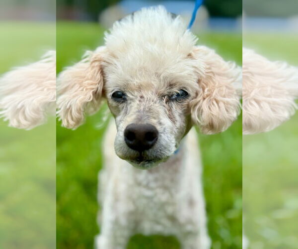 Medium Photo #2 Poodle (Miniature) Puppy For Sale in Pacolet, SC, USA