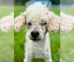 Small #1 Poodle (Miniature)