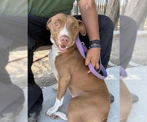 Mutt Dogs for adoption in Riverside, CA, USA