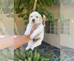 Puppy Puppy 1 English Cream Golden Retriever