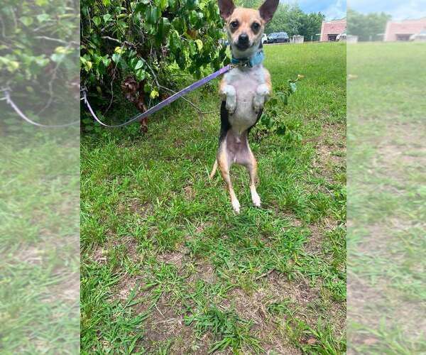 Medium Photo #3 Chihuahua-Unknown Mix Puppy For Sale in Candler, NC, USA