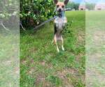 Small #2 Chihuahua Mix