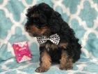 Small Photo #5 Cavapoo Puppy For Sale in CEDAR LANE, PA, USA