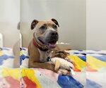 Small #1 Mutt