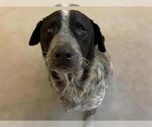 Pointer-Unknown Mix Dogs for adoption in Tulsa, OK, USA